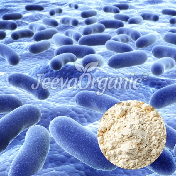 Close-up of blue bacteria in a fluid environment, with a circular inset of pale powder, representing a probiotic supplement.