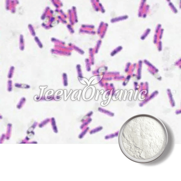 Microscopic view of purple rod-shaped bacteria on a white background, with a small bowl of white powder in the corner labeled "Jeeva Organic."