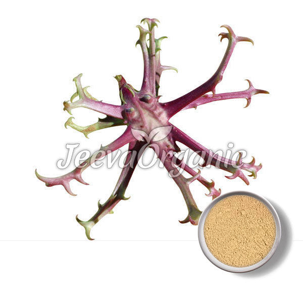 Devil's Claw Extract (Harpagophytum procumbens)