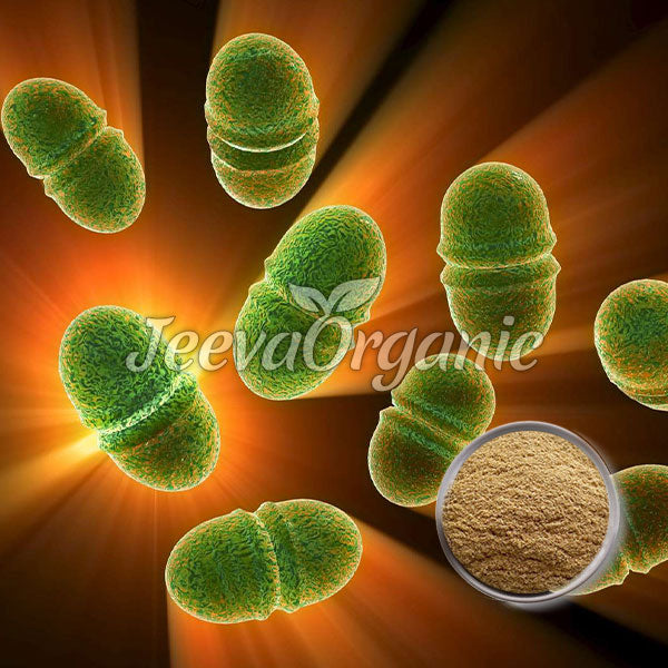 Enterococcus faecalis Pulver 100B KBE/g