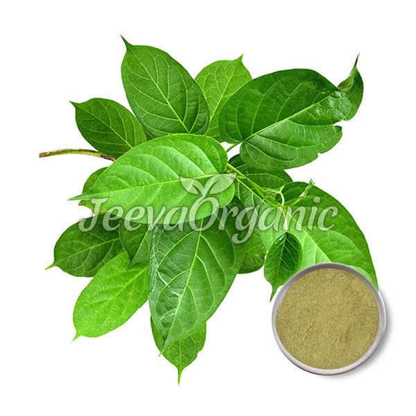 Vibrant green leaves with glossy surfaces alongside a small bowl of fine green powder, labeled "Jeeva Organic."