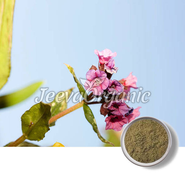 Lungwort Powder