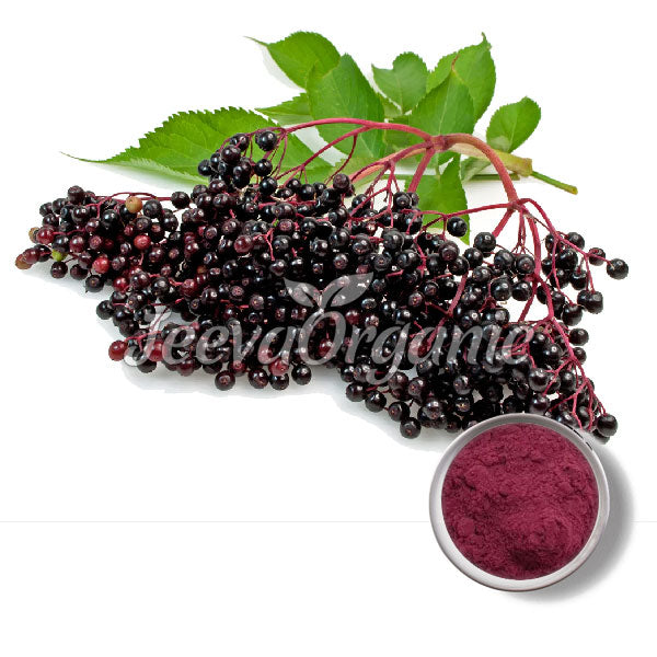 Fresh elderberries and green leaves beside a bowl of elderberry powder on a white background, featuring the Teeva Organics logo.