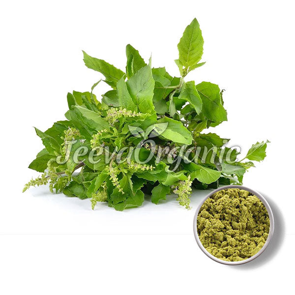 Fresh basil leaves with small flowers, alongside a bowl of green basil powder, labeled "Jeeva Organic."