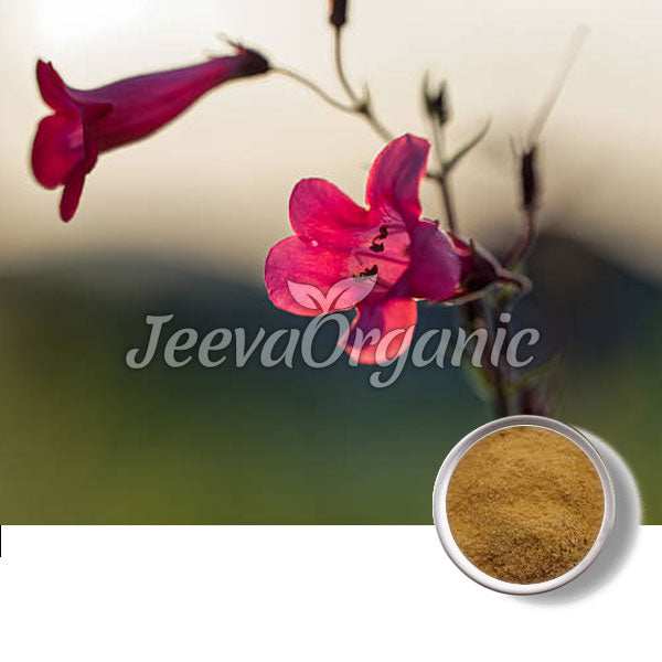 A vibrant pink flower against a blurred background, with a bowl of golden powder beside it, labeled "Jeeva Organic."