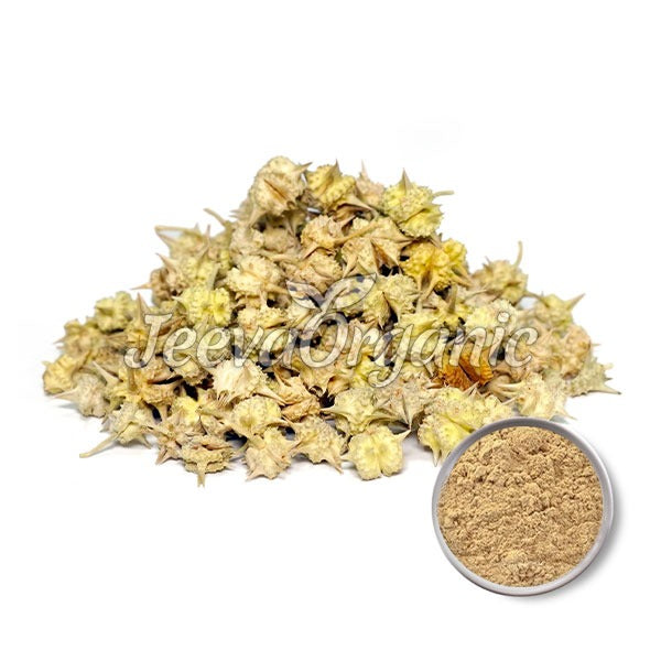 Tribulus terrestris Extraktpulver 90% Saponine