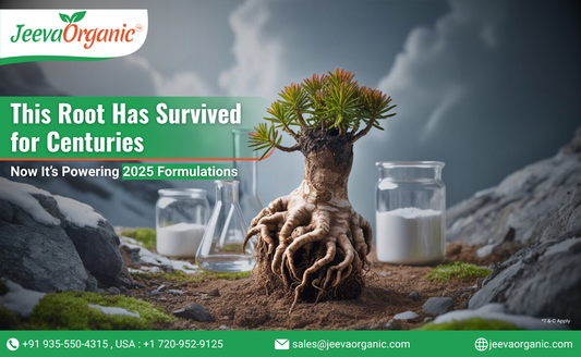 Image of a strong root of rhodiola rosea plant with green leaves, surrounded by glass containers on rocky terrain, highlighting its historical and future significance.