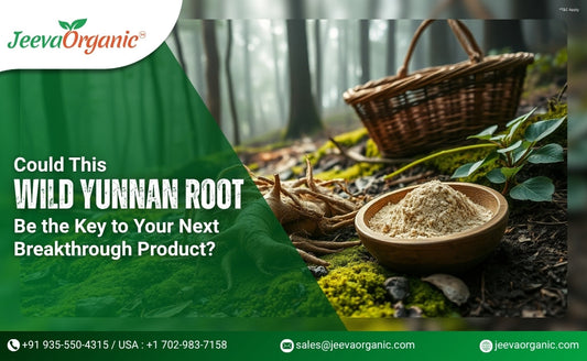 A bowl of Notoginseng Powder on forest ground, alongside fresh roots and a basket, highlighting natural product innovation.