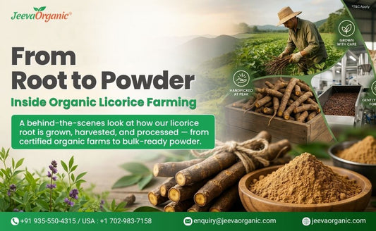 How Organic Licorice Root Powder Is Grown, Harvested & Processed