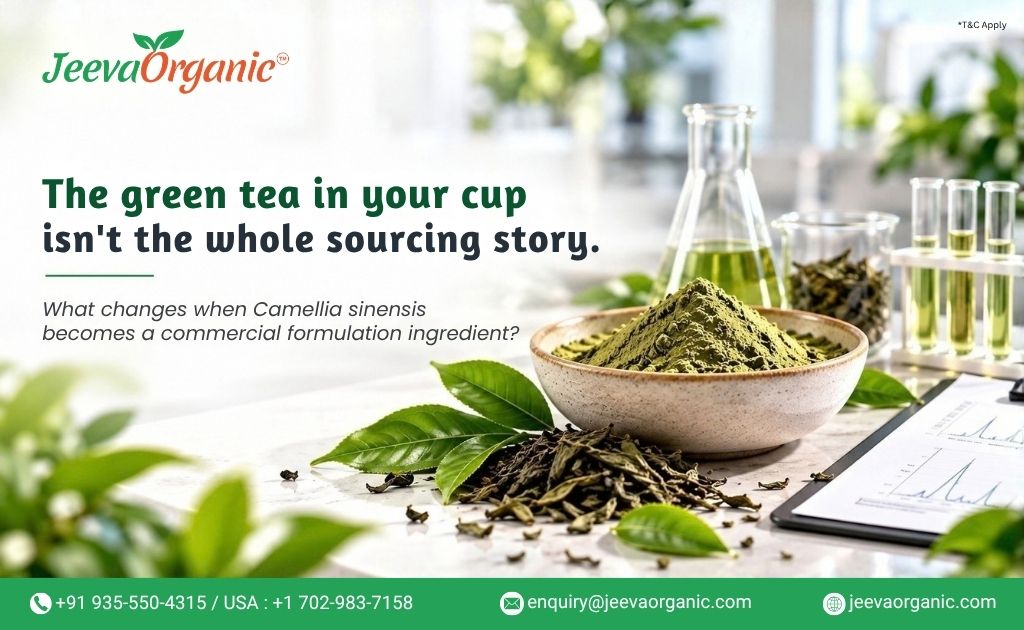 Green Tea TBC as a Raw Material: What Manufacturers Need to Know Before Sourcing