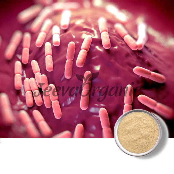 Bacillus Coagulans Powder 15 B Cfu/G