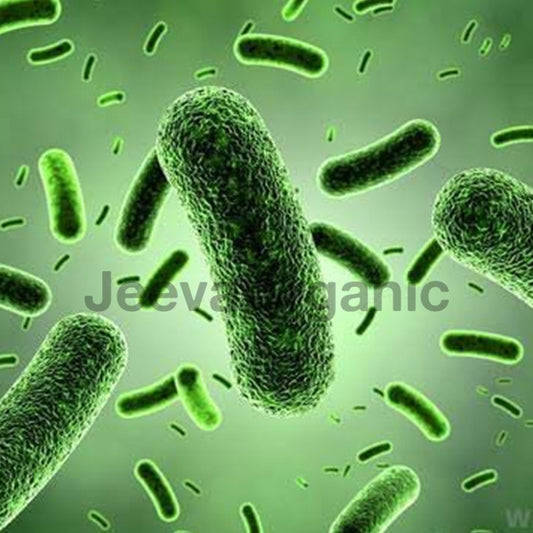 bacillus-coagulans-powder