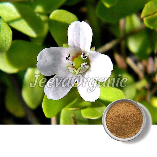 Bacopa Monnieri Extract Powder 20% Bacosides