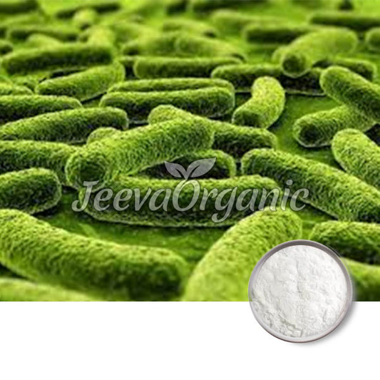 Bifidobacterium lactis Powder 200 Billion CFU/g