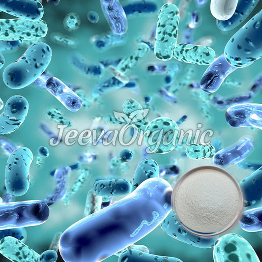 Bifidobacterium Longum Powder