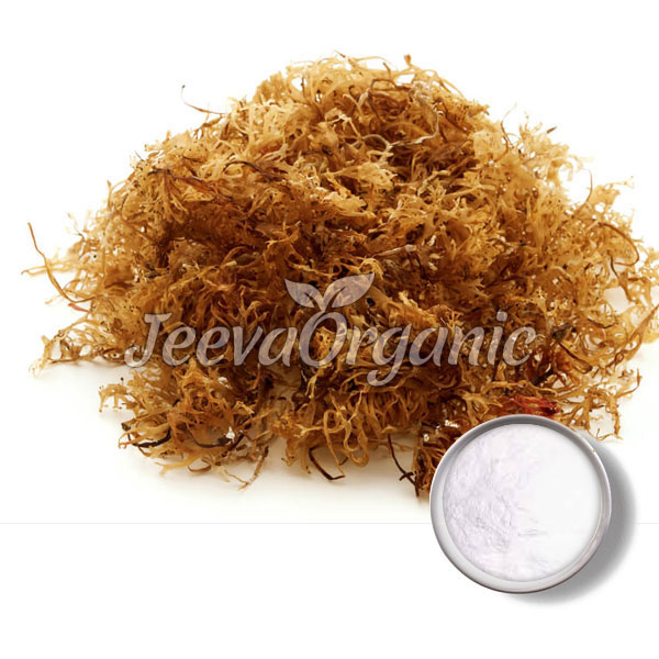 Carrageenan Powder