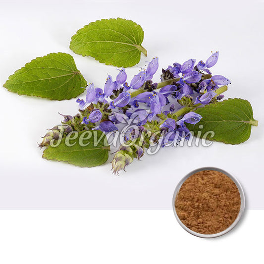 Organic Coleus Extract 10% & 20% By HPLC