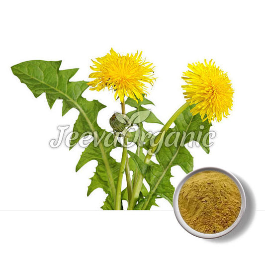 Organic Dandelion Leaf Powder