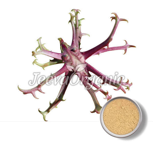 Devil's Claw Extract (Harpagophytum procumbens) 