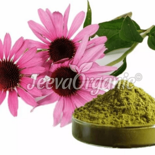 Echinacea purpurea Extract Powder 4% Polyphenol, UV