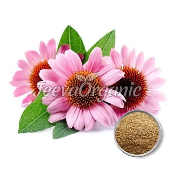 Echinacea powder 10:1