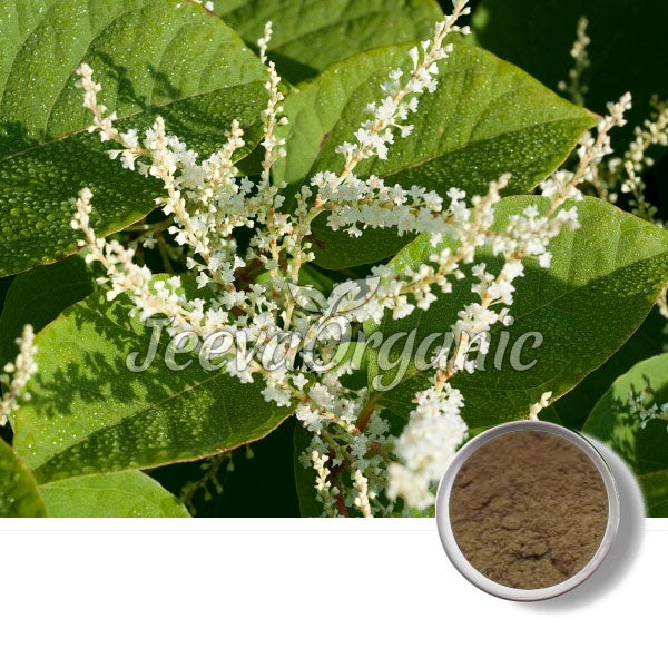 Giant Knotweed Extract Powder 98% Resveratrol