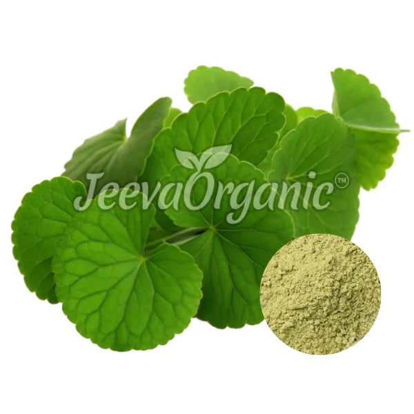 Fresh green leaves of Gotu Kola with a powder sample in the corner, showcasing its natural and organic source.