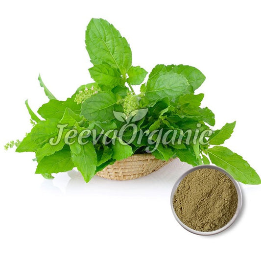 Holy Basil Extract Powder 4:1