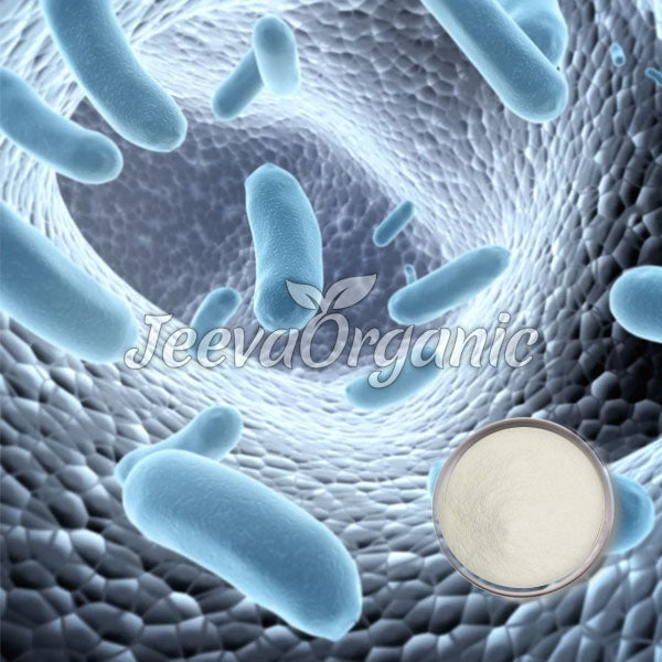 Lactobacillus reuteri powder 100 B CFU/G