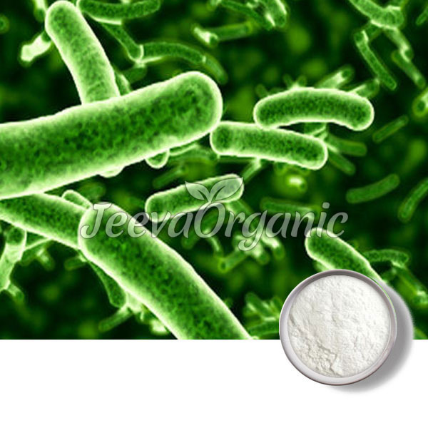 Lactobacillus bulgaricus Powder 50 B CFU/G