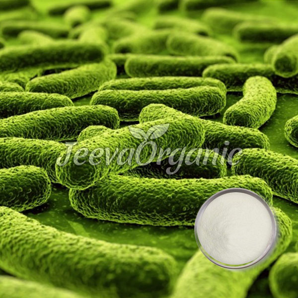 Lactobacillus fermentum powder 100 B cfu/g