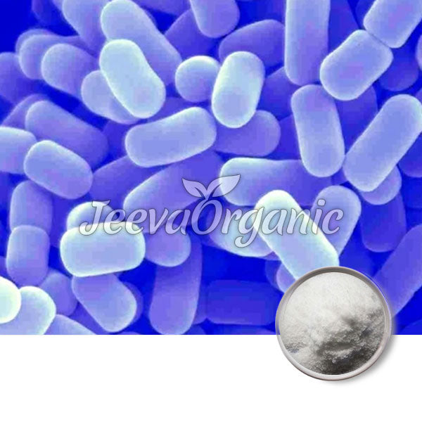 Lactobacillus plantarum Powder 100 Billion CFU/g