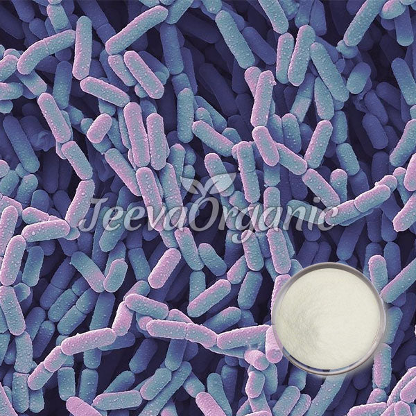 Lactobacillus rhamnosus Powder 250 Billion CFU/g