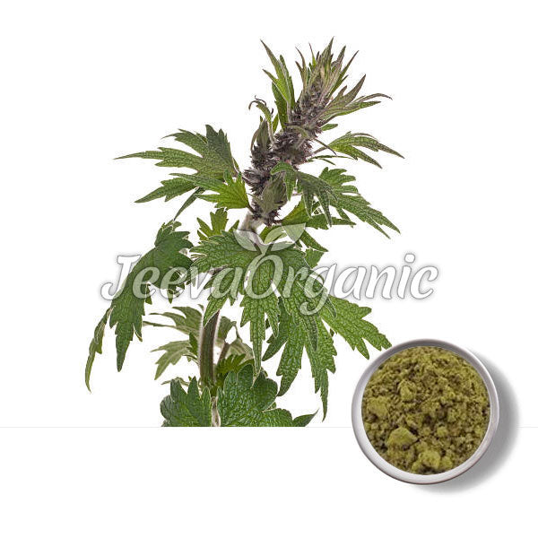 Motherwort Powder