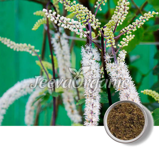 Black Cohosh Powder