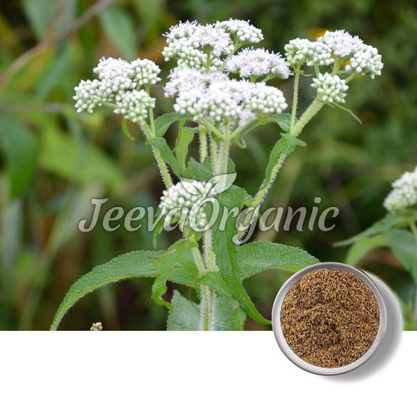 Boneset Powder