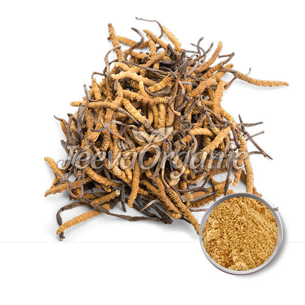 Cordyceps Powder