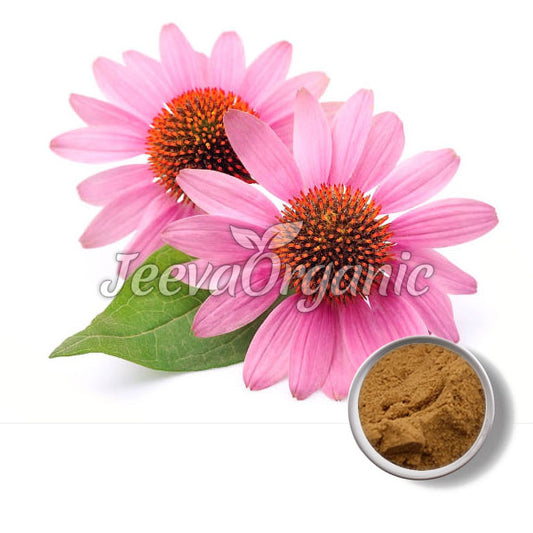 Organic Echinacea purpurea Powder