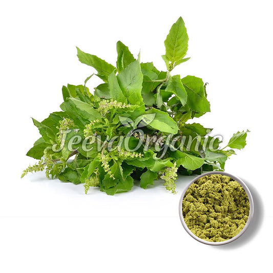 Organic Holy Basil Extract Powder 10:1