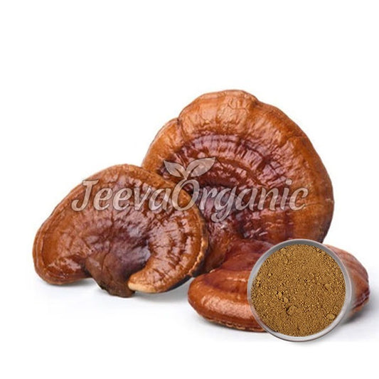 Reishi Mushroom Extract Powder 10:1