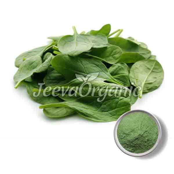 thumbnail image 2 of 200g Organic Spinach Powder - 100% Pure, Rich In Vitamins - Free Postage 2 of 4