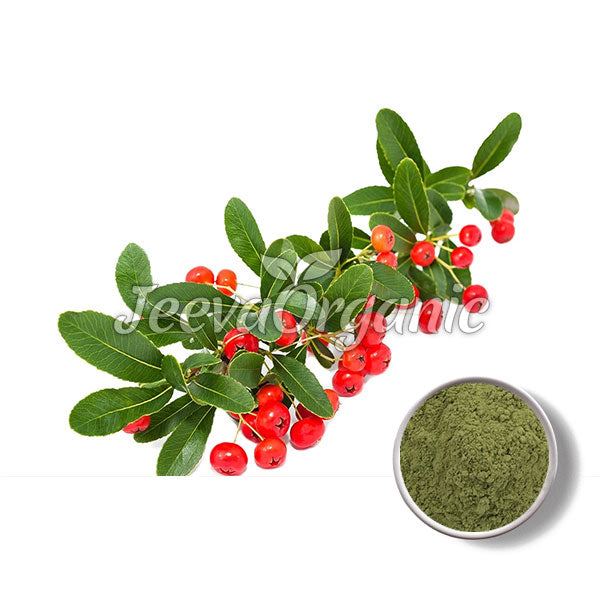 Organic Uva Ursi Leaf Powder