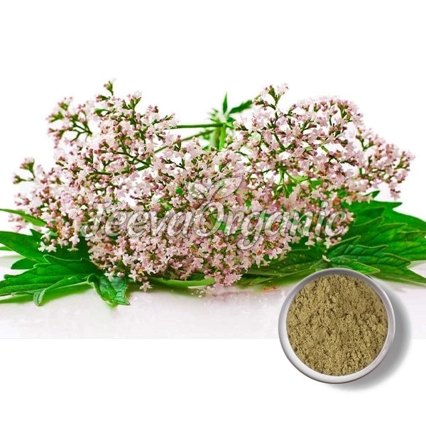 Valerian Root Extract Powder 4:1