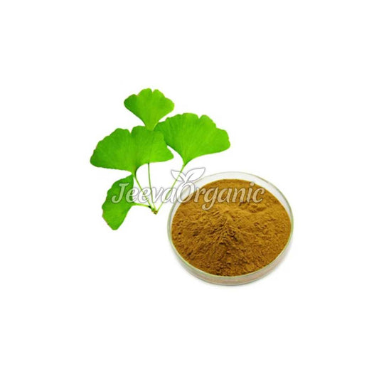 A container of organic ginkgo biloba leaf powder, a fine, light green to yellowish-green powder made from dried ginkgo leaves, used in herbal supplements for potential cognitive health benefits.