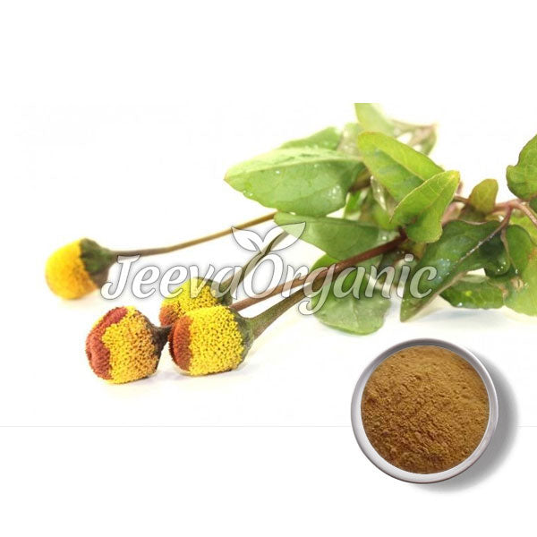 Spilanthes Powder