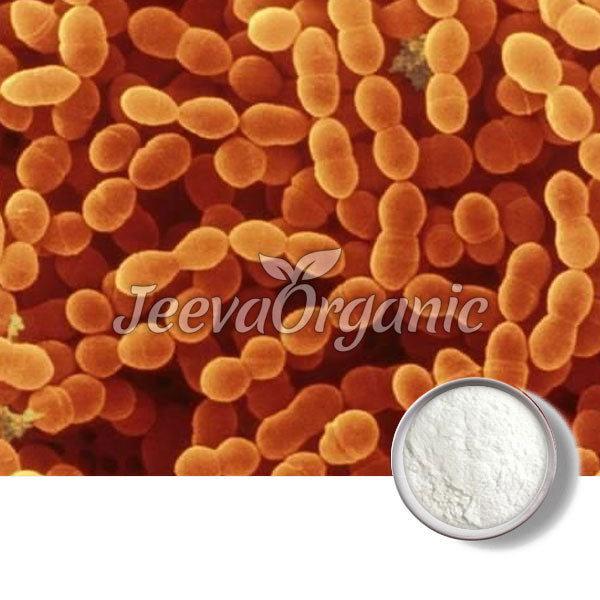 Streptococcus thermophilus Powder 100 B CFU/g