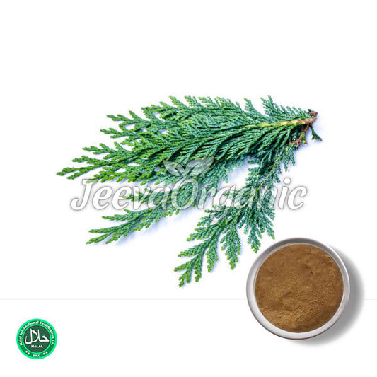 Thuja Powder