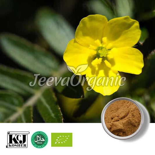 Tribulus Extract Powder 40% Saponin