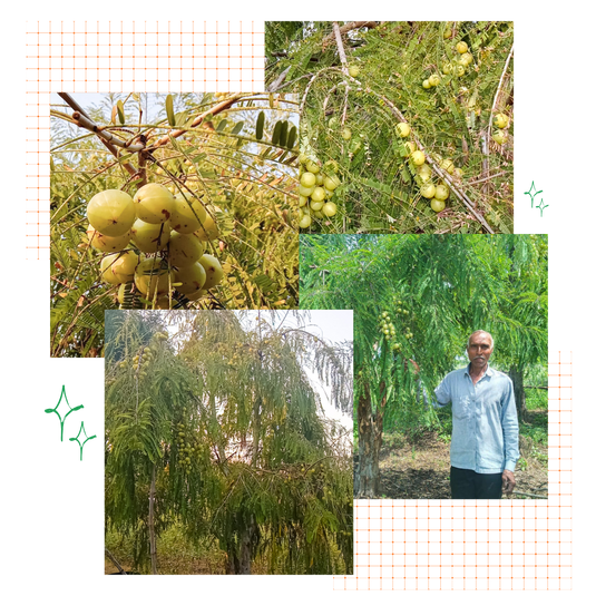 Dhule