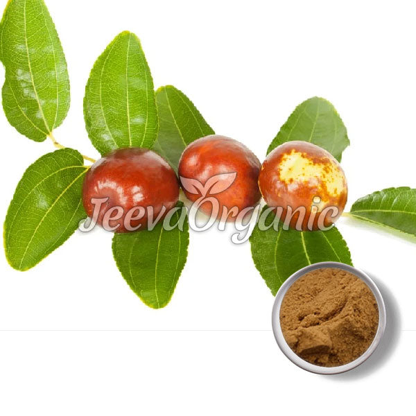 Zizyphus spinosa Extract Powder 2% Jujuboside